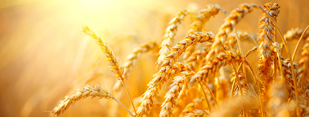 What is Financial Derivatives Trading?